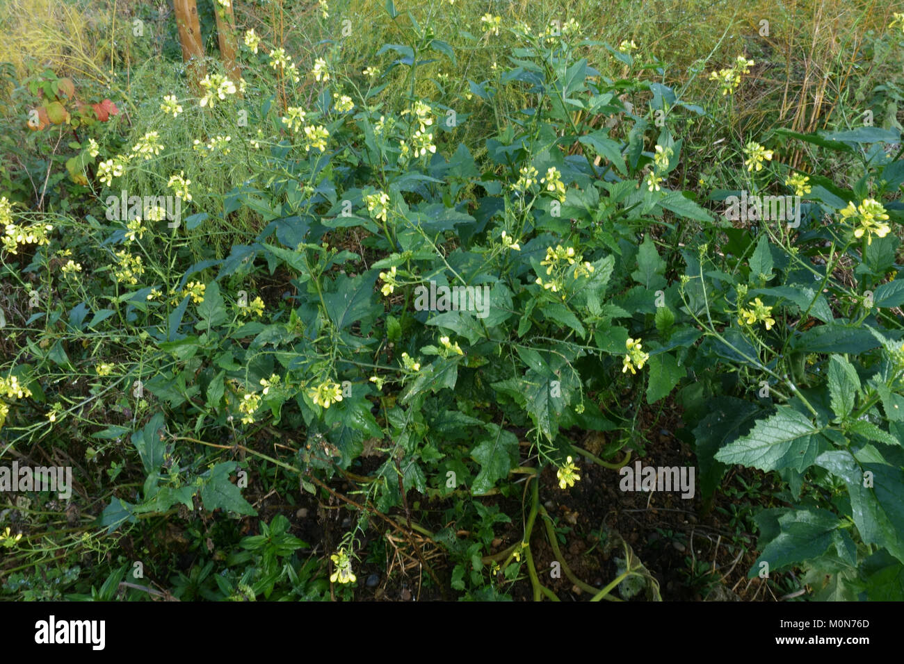 Charlock, Sinapis arvense, piante in fiore all'inizio dell'inverno, Novembre, Berkshire Foto Stock