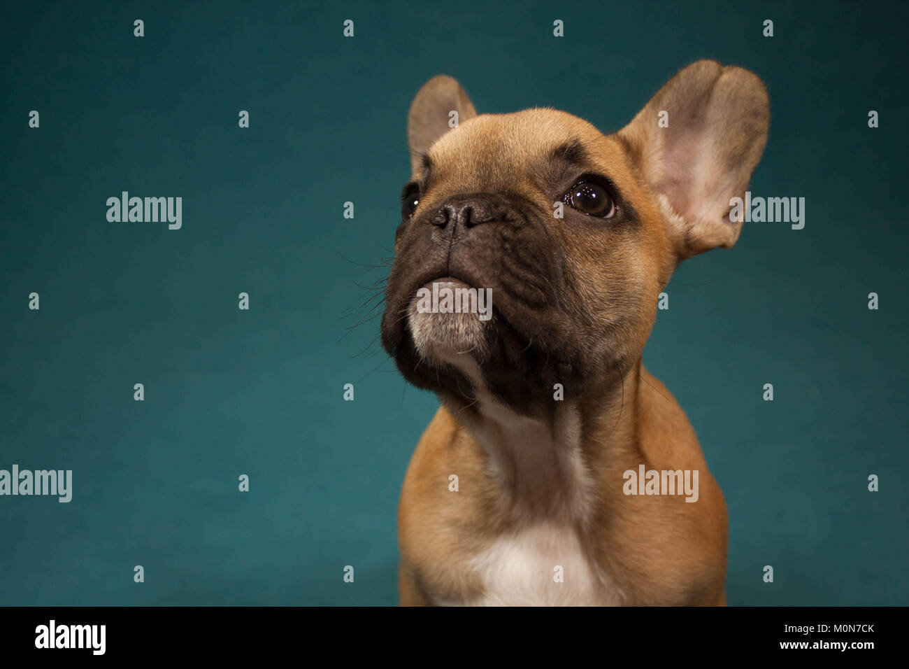 Bulldog francese cucciolo ritratto guardando la telecamera, studio di fotografia in background turchine Foto Stock