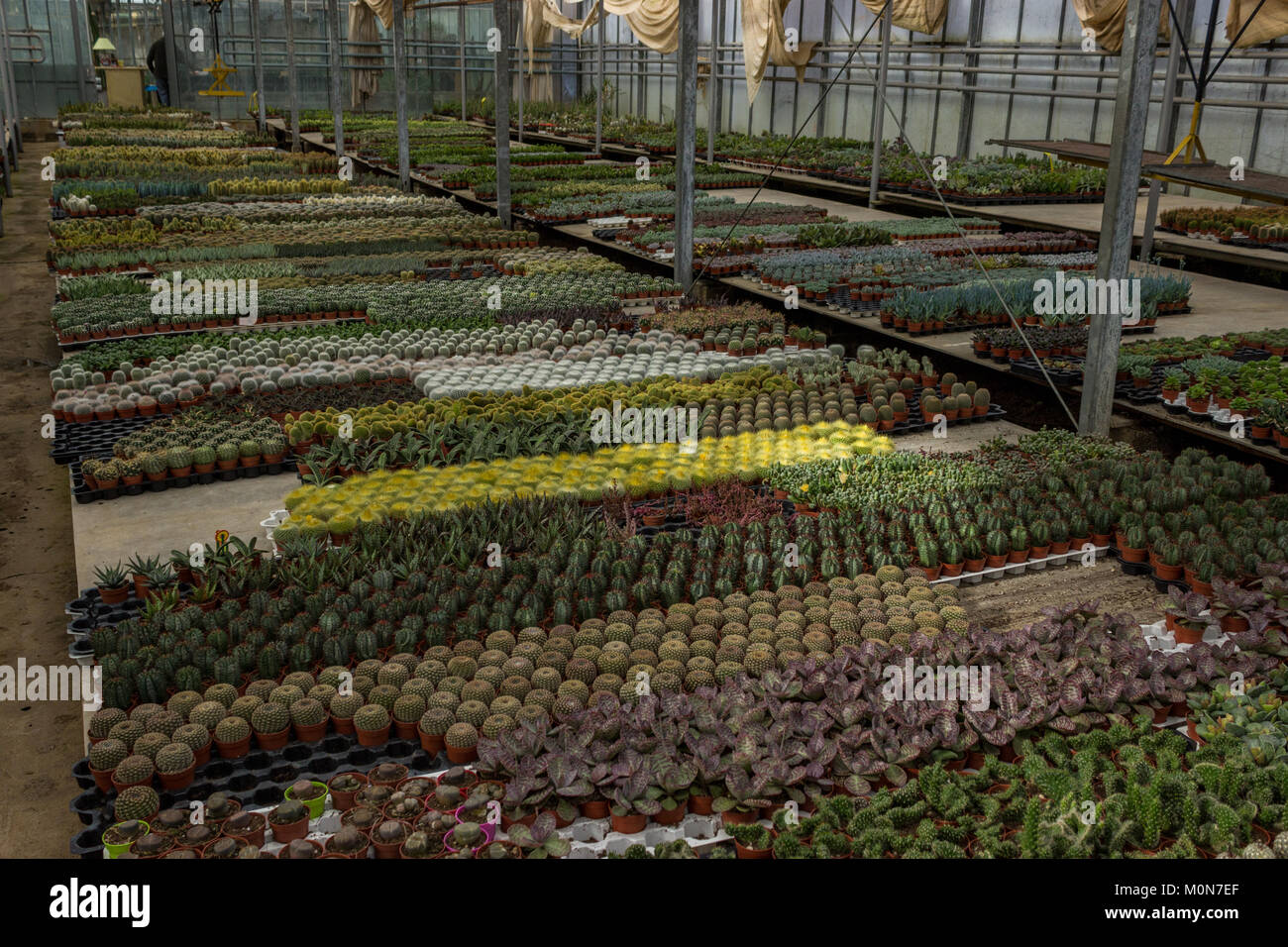 Cactus e piante grasse vivaio interno Foto Stock