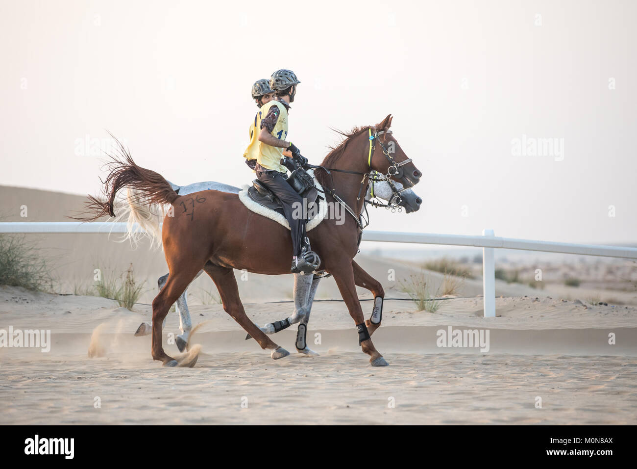 Due piloti in lizza in una endurance corsa di cavalli. Dubai, EAU. Foto Stock
