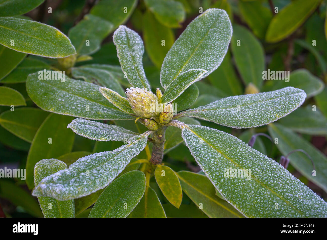 I cristalli di brina di prima mattina inverno tempo cresce su una pianta di rododendro. Foto Stock