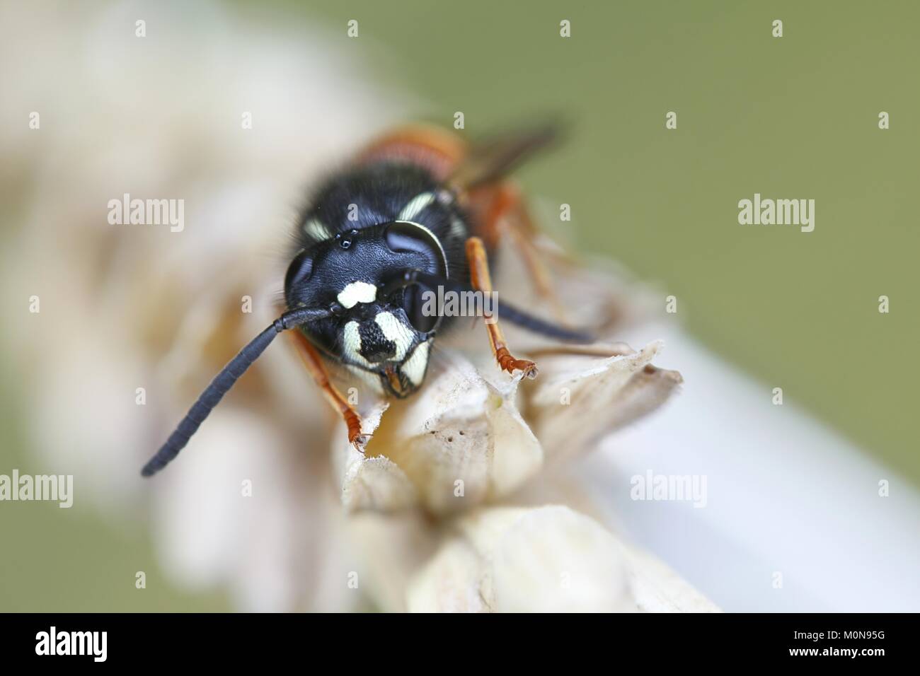 Red wasp, Vespula rufa Foto Stock