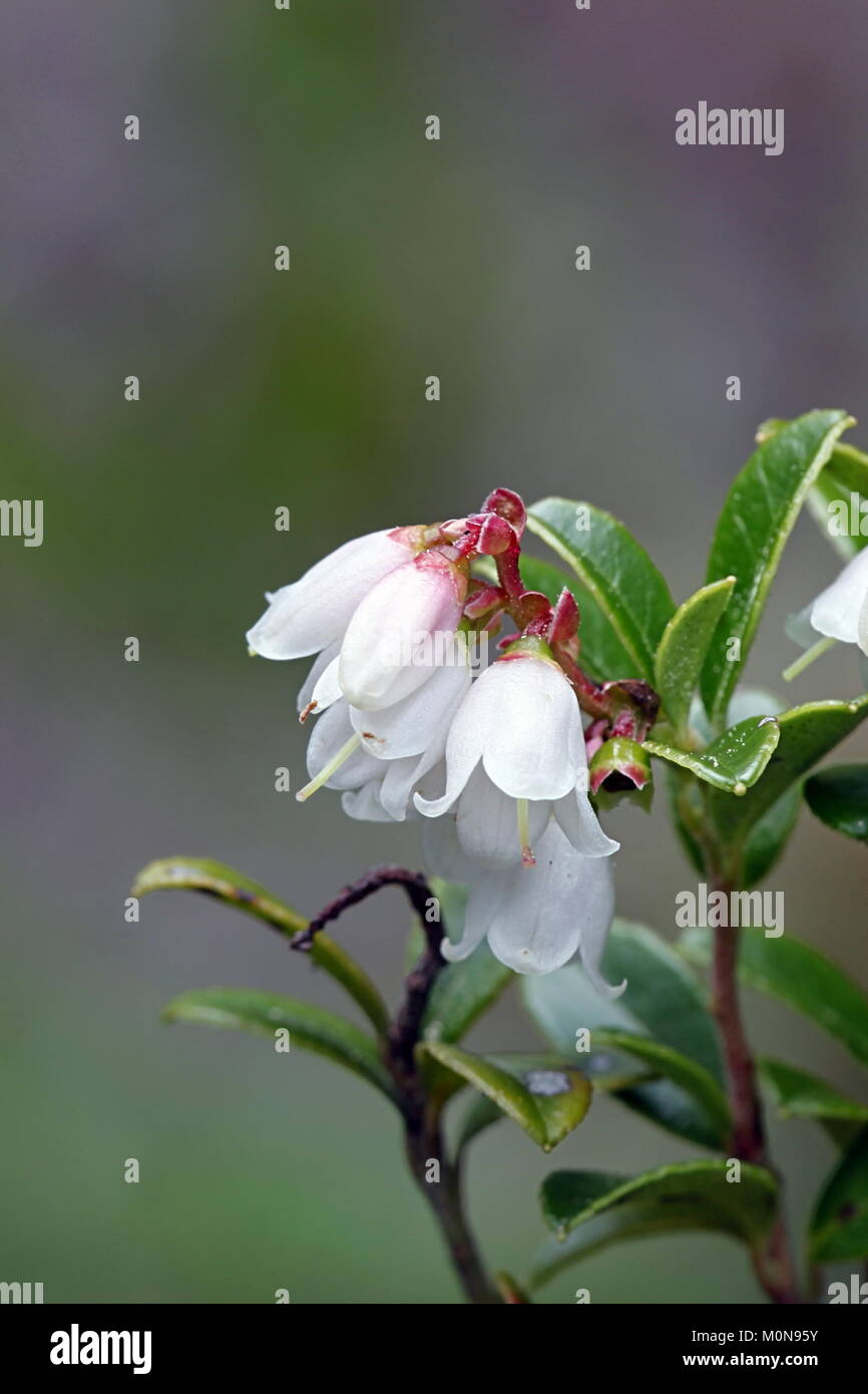 Fiori lingonberry, Vaccinium vitis-idaea Foto Stock