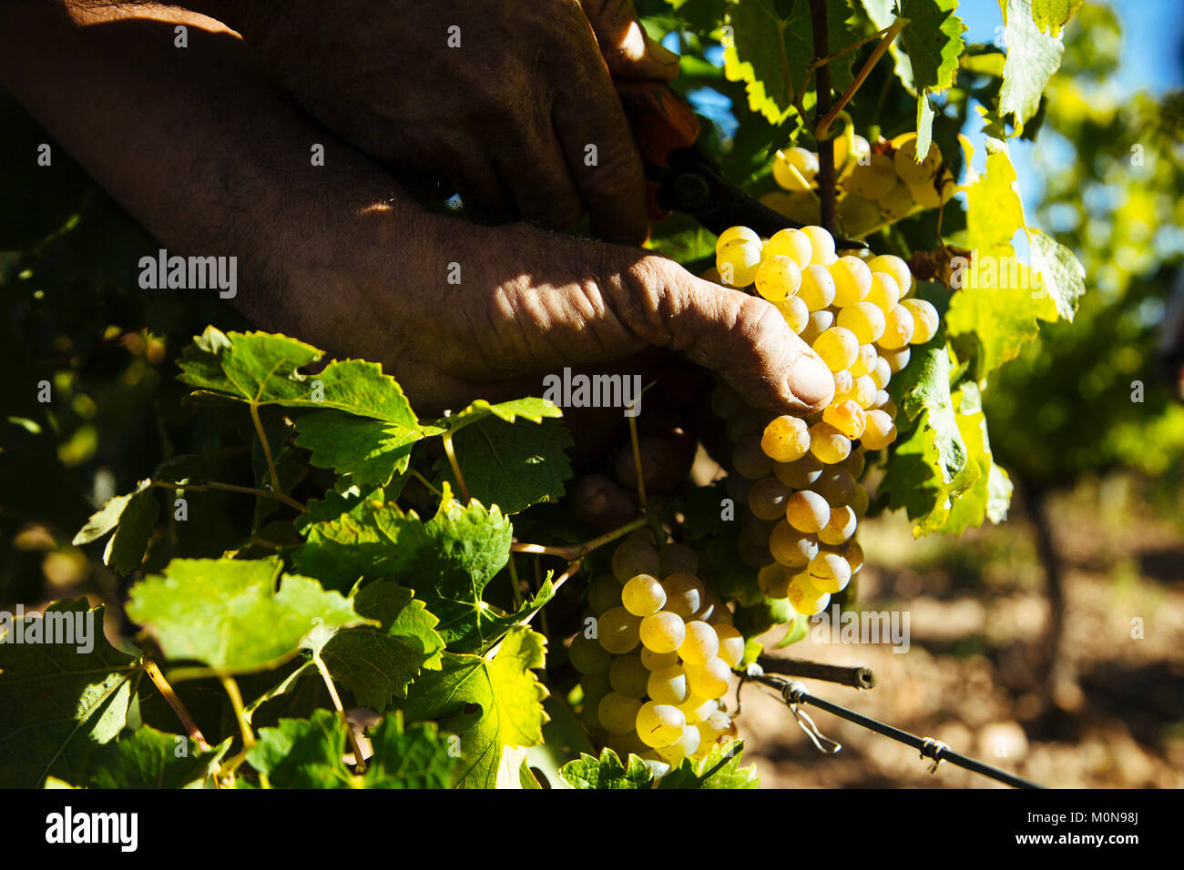 Vauvert (sud-est della Francia), Giugno 2012: raccolta a mano in Costieres de Nimes vigna. Gesto, qualcuno tagliare i grappoli di uva bianca Foto Stock