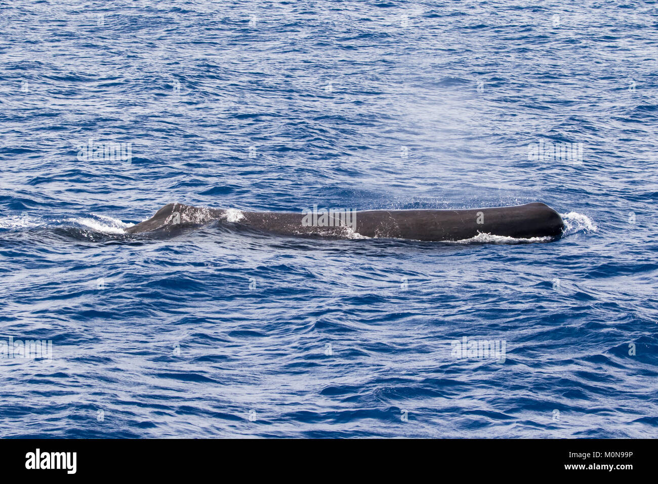 Femmina di Capodoglio (Physeter macrocephalus) affioramento per respiro prima di immersioni subacquee in basso. Essi talvolta getting curioso approccio e la nostra barca Foto Stock