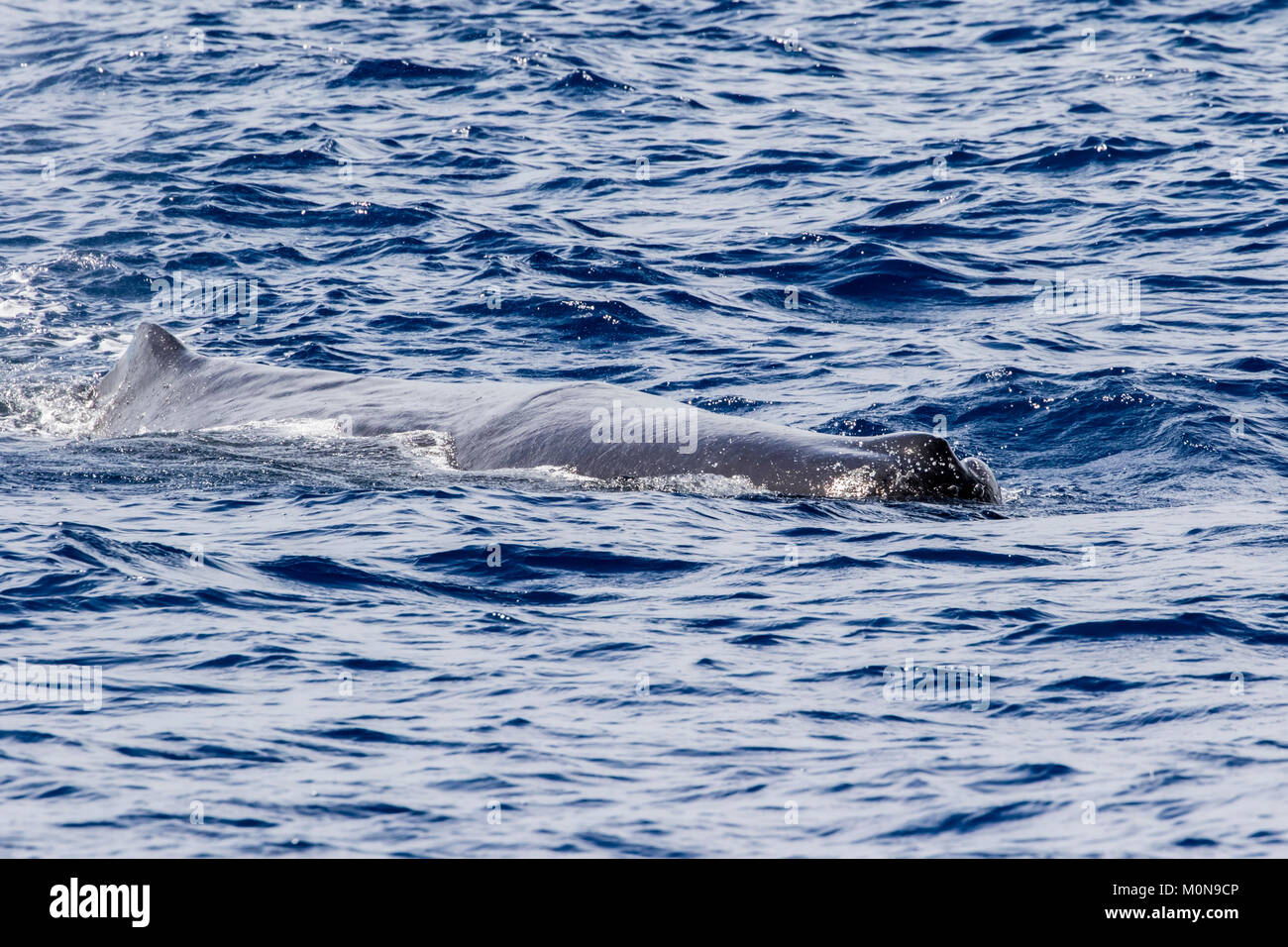 Femmina di Capodoglio (Physeter macrocephalus) affioramento per respiro prima di immersioni subacquee in basso. Essi talvolta getting curioso approccio e la nostra barca Foto Stock