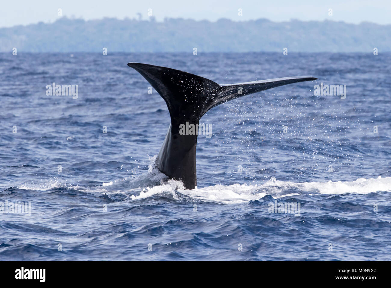 Femmina di Capodoglio (Physeter macrocephalus) affioramento per respiro prima di immersioni subacquee in basso. Essi talvolta getting curioso approccio e la nostra barca Foto Stock