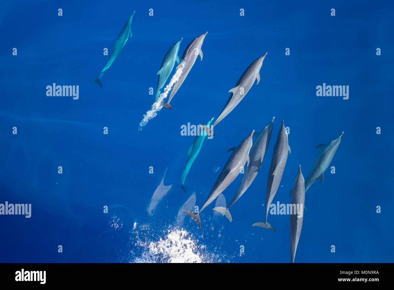 Pantropical Spotted Dolphin (Stenella attenuata) proveniente da sopra per bowriding in un pod di grandi dimensioni Foto Stock