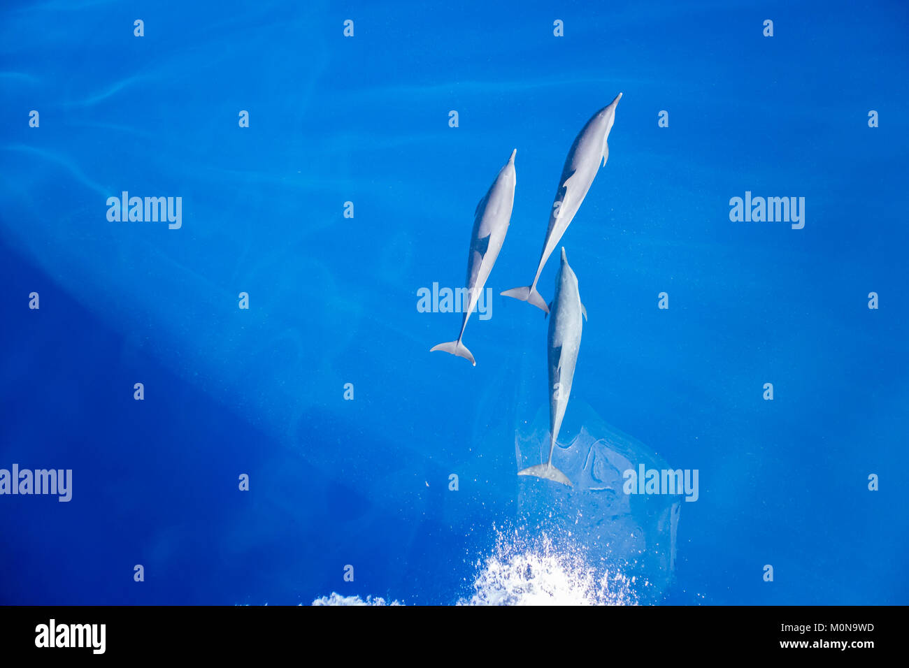 Pantropical Spotted Dolphin (Stenella attenuata) proveniente da sopra per bowriding in un pod di grandi dimensioni Foto Stock
