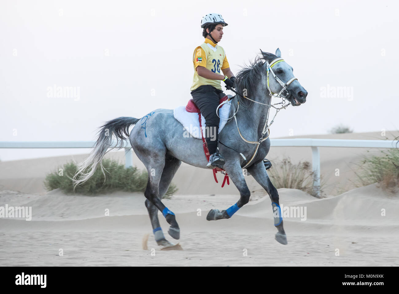 Un atletico rider competere in una lunga distanza di gara endurance nel deserto al tramonto. Dubai, EAU. Foto Stock