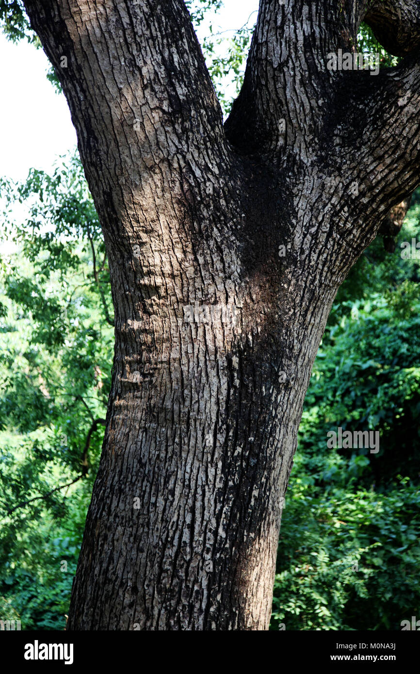 Dettaglio di un tronco d'albero a Hong Kong in un parco. È ora di estate e possiamo vedere la consistenza ruvida della pelle dell'albero Foto Stock