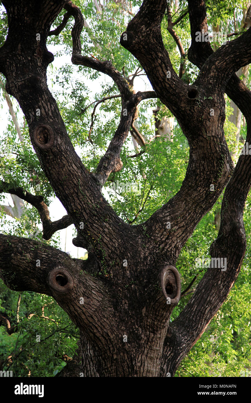 Dettaglio di un tronco d'albero a Hong Kong in un parco. È ora di estate e possiamo vedere la consistenza ruvida della pelle dell'albero Foto Stock