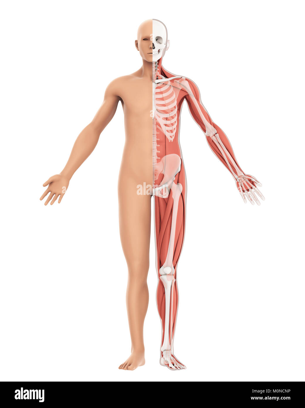 Il corpo umano amd Anatomia dello scheletro isolati Foto Stock