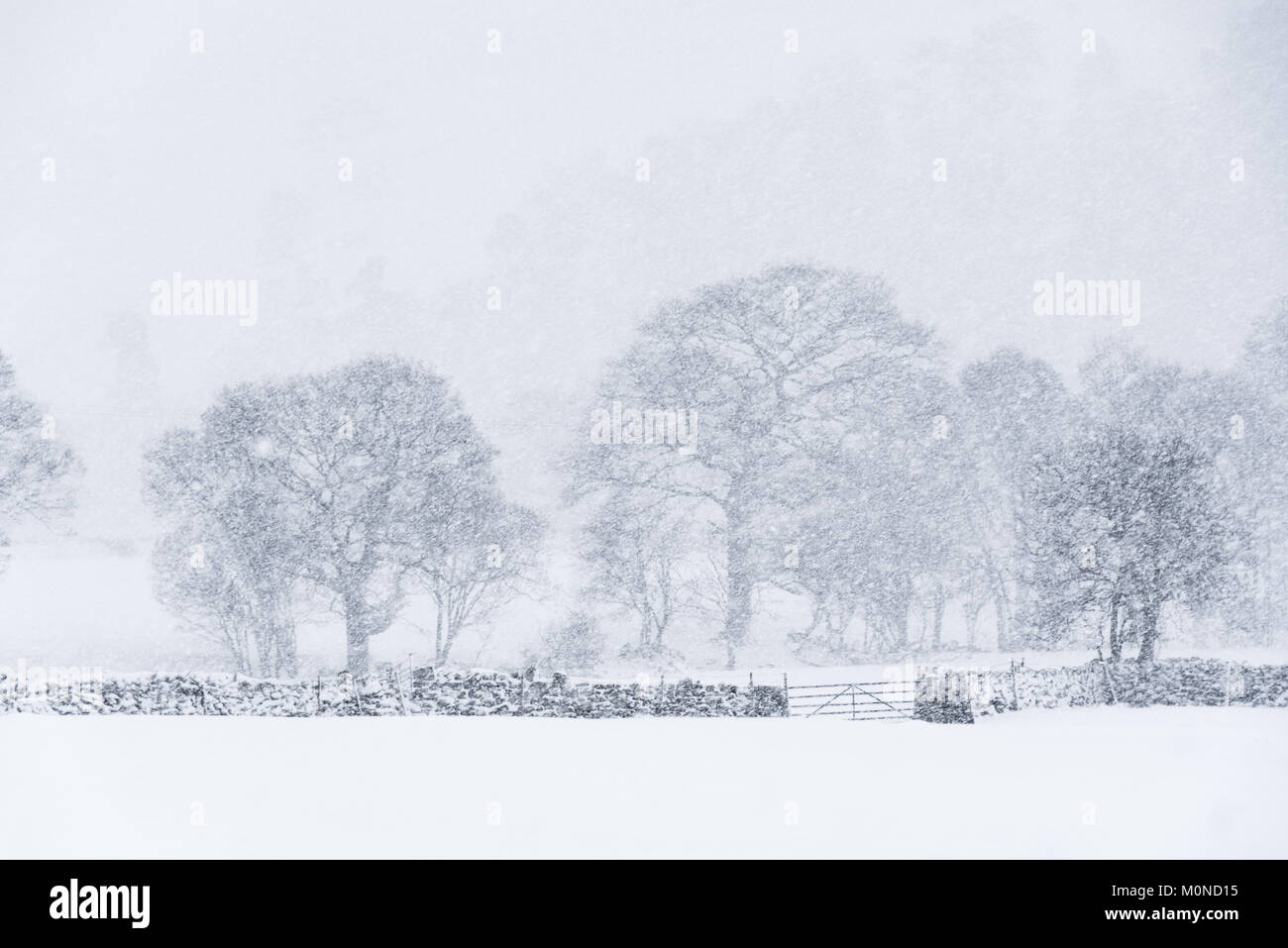 Un lone tree aggiunge contrasto a un bianco paesaggio fuori durante una tempesta di neve Foto Stock