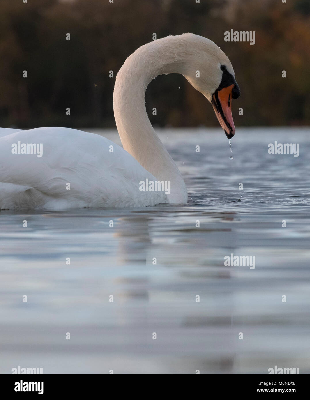 Un cigno su Colemere, Ellesmere, north Shropshire, Inghilterra, Regno Unito Foto Stock
