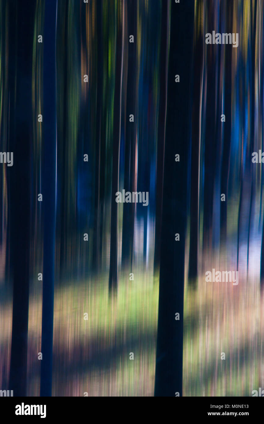 Nella foresta : alberi sfocate nel magico bosco fiabesco , onirica brumoso paesaggio fantasy dettaglio Foto Stock