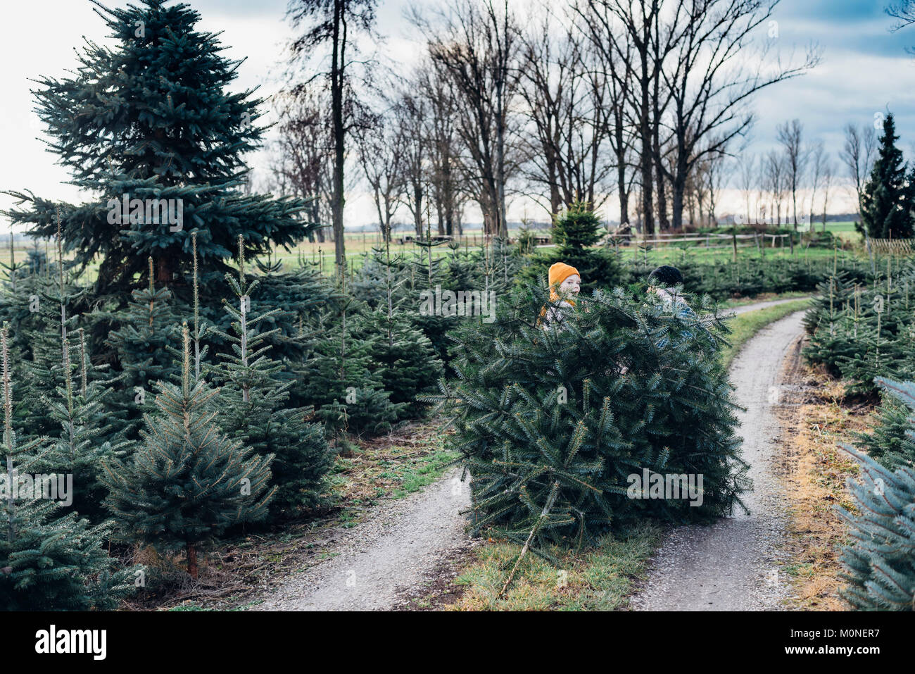 Tannenbaum, Weihnachtsbaumplantage, Sachsen, Deutschland, weihnachten, Weihnachtsbaum Foto Stock