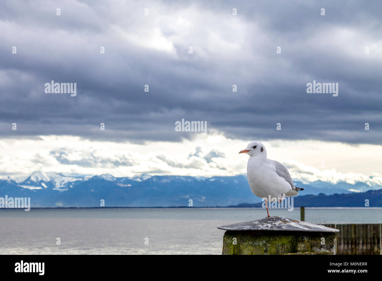 Seagull in piedi su una gamba Foto Stock