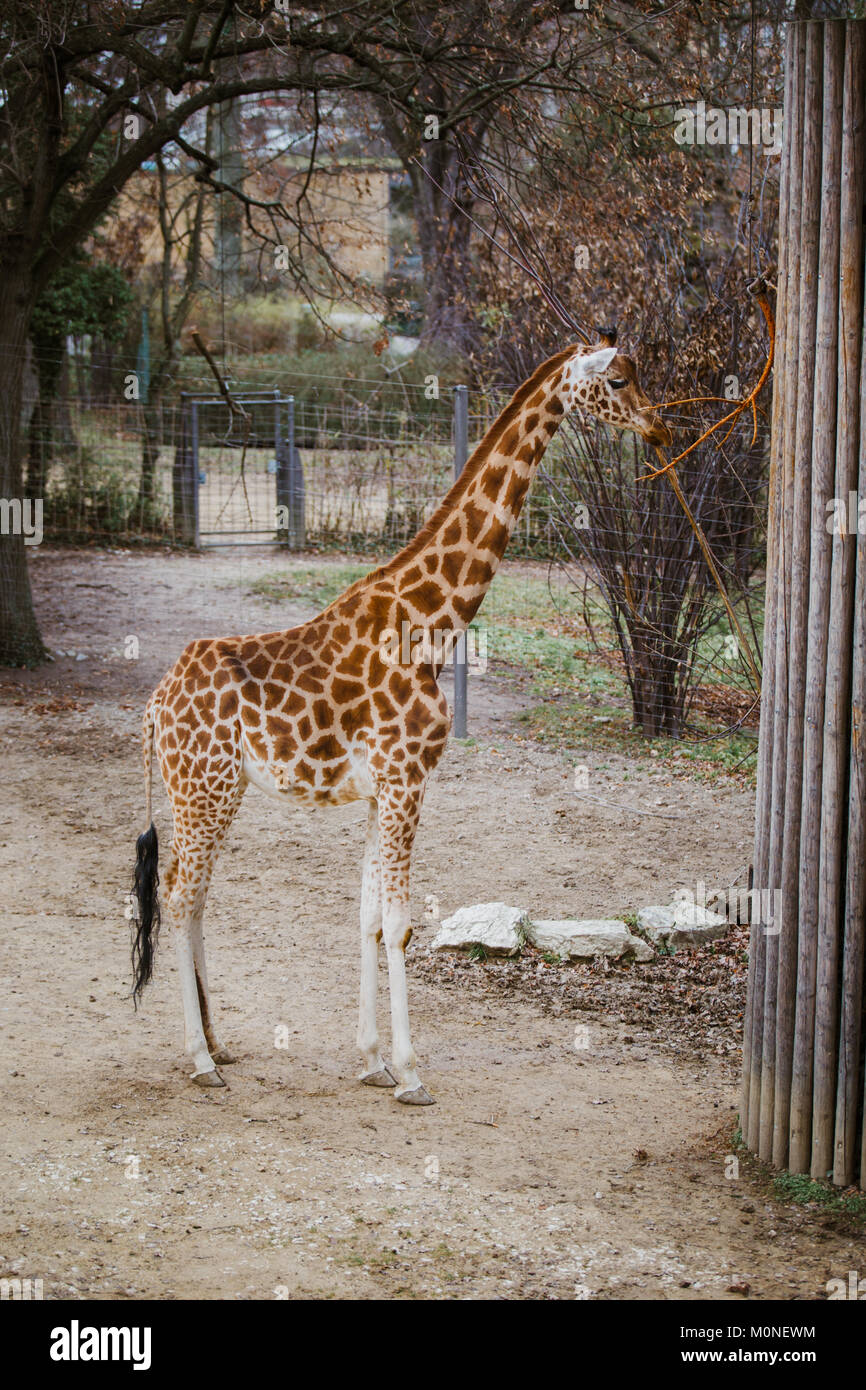 Il kordofan giraffe mangia esce da un ramo legato ad un pilastro di una fune. Foto Stock