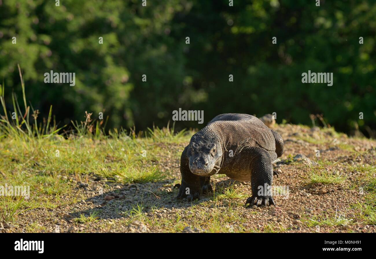 Drago di Komodo (Varanus komodoensis ) è la più grande lucertola vivente nel mondo. Su isola di Rinca. Indonesia. Foto Stock