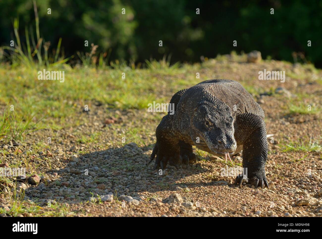 Drago di Komodo (Varanus komodoensis ) è la più grande lucertola vivente nel mondo. Su isola di Rinca. Indonesia. Foto Stock