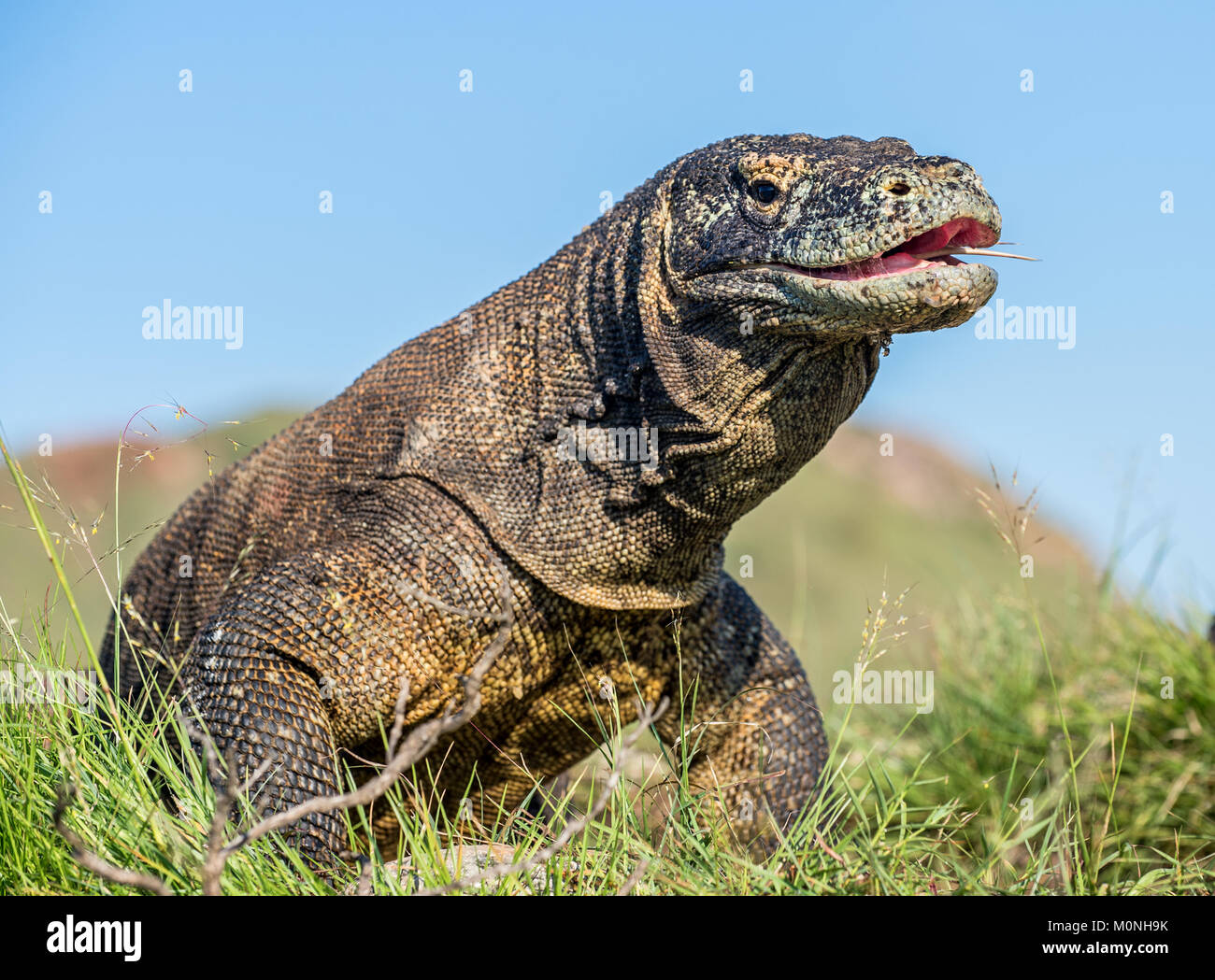 Il drago di Komodo (Varanus komodoensis ) sollevata la testa con la bocca aperta. È la più grande lucertola vivente nel mondo. Isola Rinca. Indonesia. Foto Stock