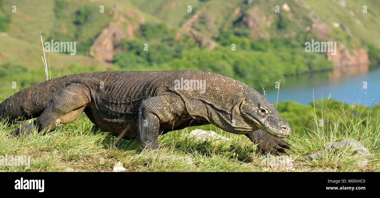 Drago di Komodo (Varanus komodoensis ) in habitat naturali. Più grande lucertola vivente nel mondo. isola Rinca. Indonesia. Foto Stock