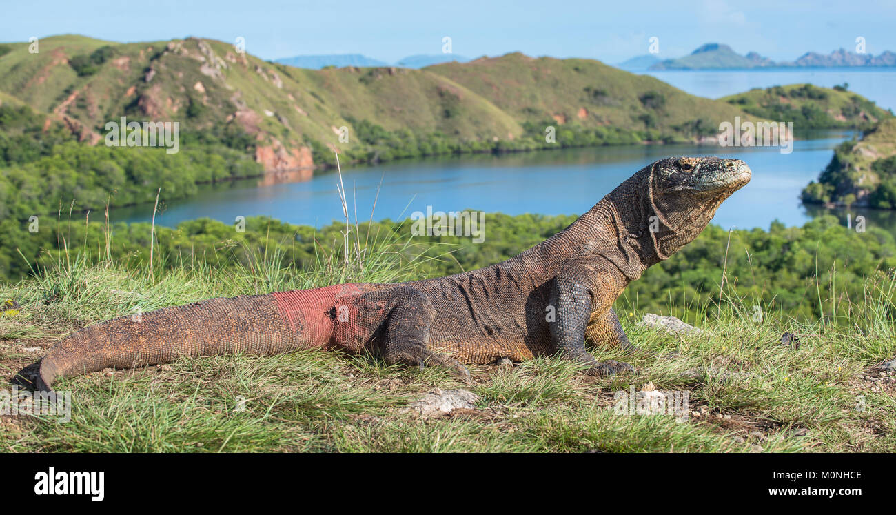 Ritratto del drago di Komodo (Varanus komodoensis ) è la più grande lucertola vivente nel mondo. Su isola di Rinca. Indonesia. Foto Stock