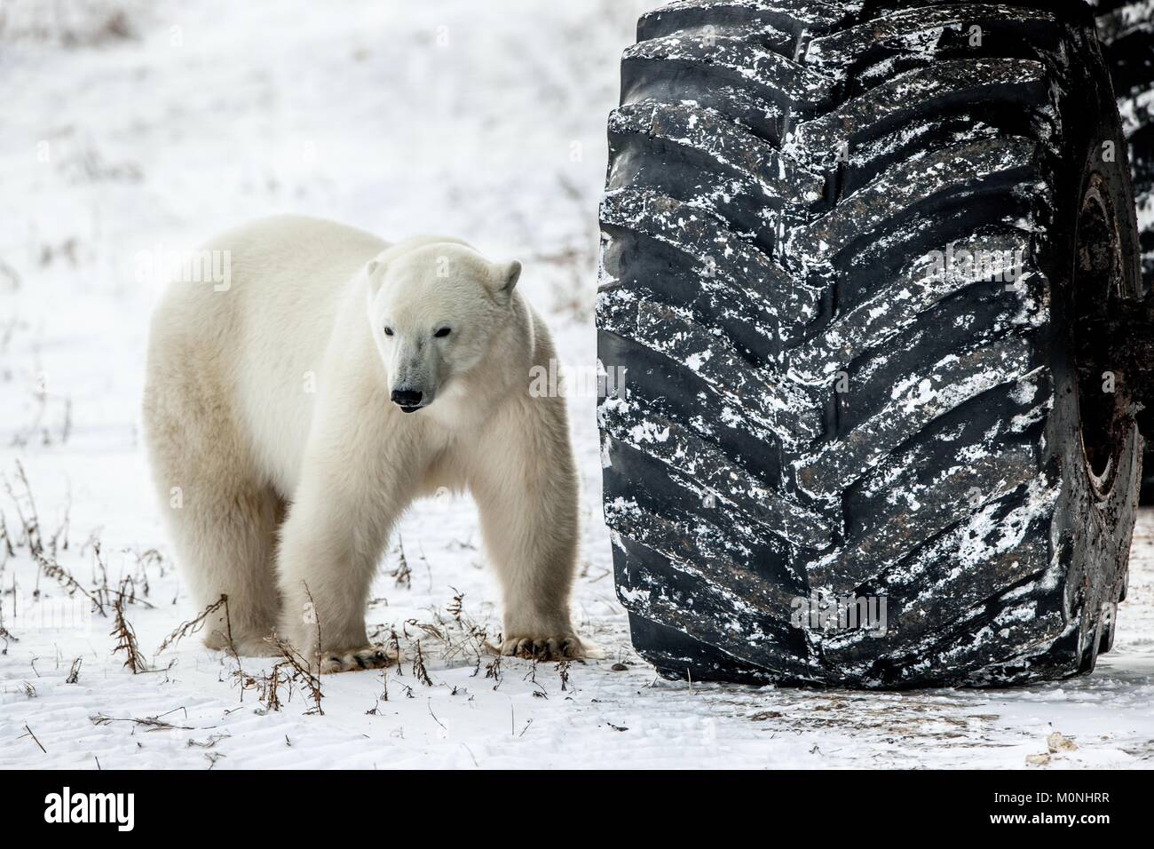 Piccolo Orso o grande ruota? Curioso orso polare in artico controlla una tundra buggy e si prepara a mangiare Foto Stock