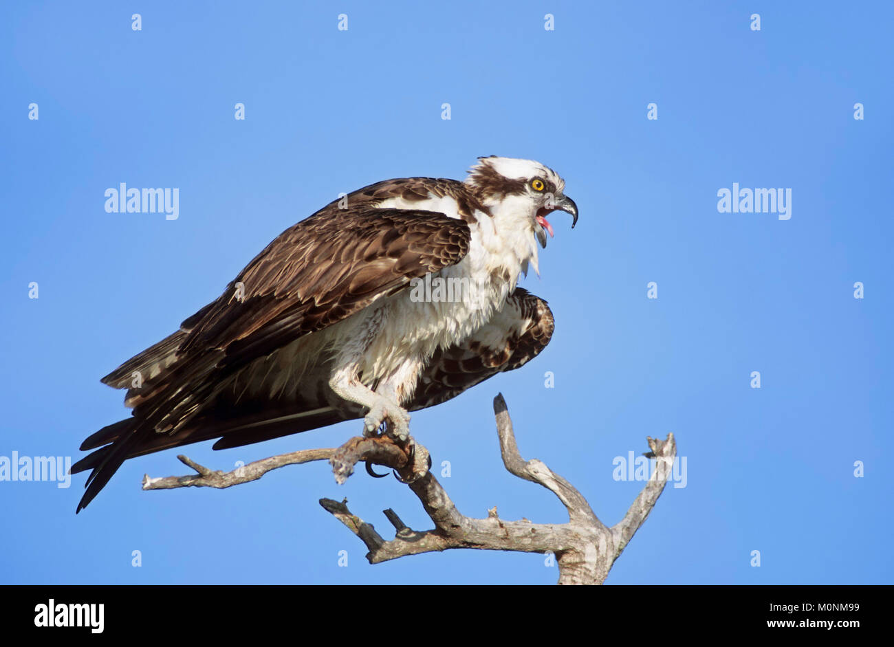 Osprey, Sanibel Island, Florida, Stati Uniti d'America / (Pandion haliaetus) | Fischadler, Sanibel Island, Florida, Stati Uniti d'America / (Pandion haliaetus) Foto Stock