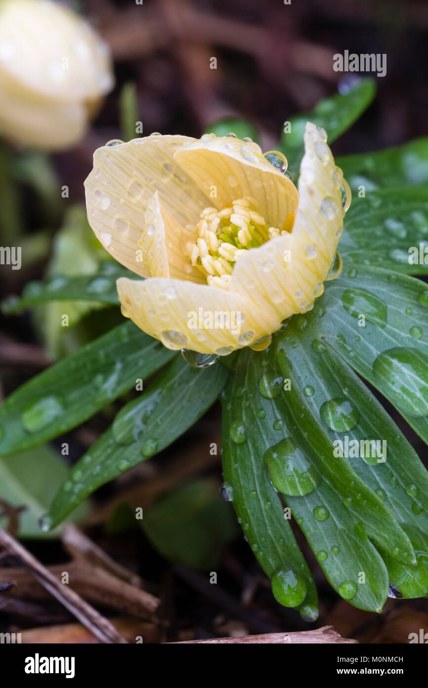 Close up di un singolo fiore di giallo pallido inverno fiorito aconitum, Eranthis hyemalis 'Schwefelglanz' Foto Stock