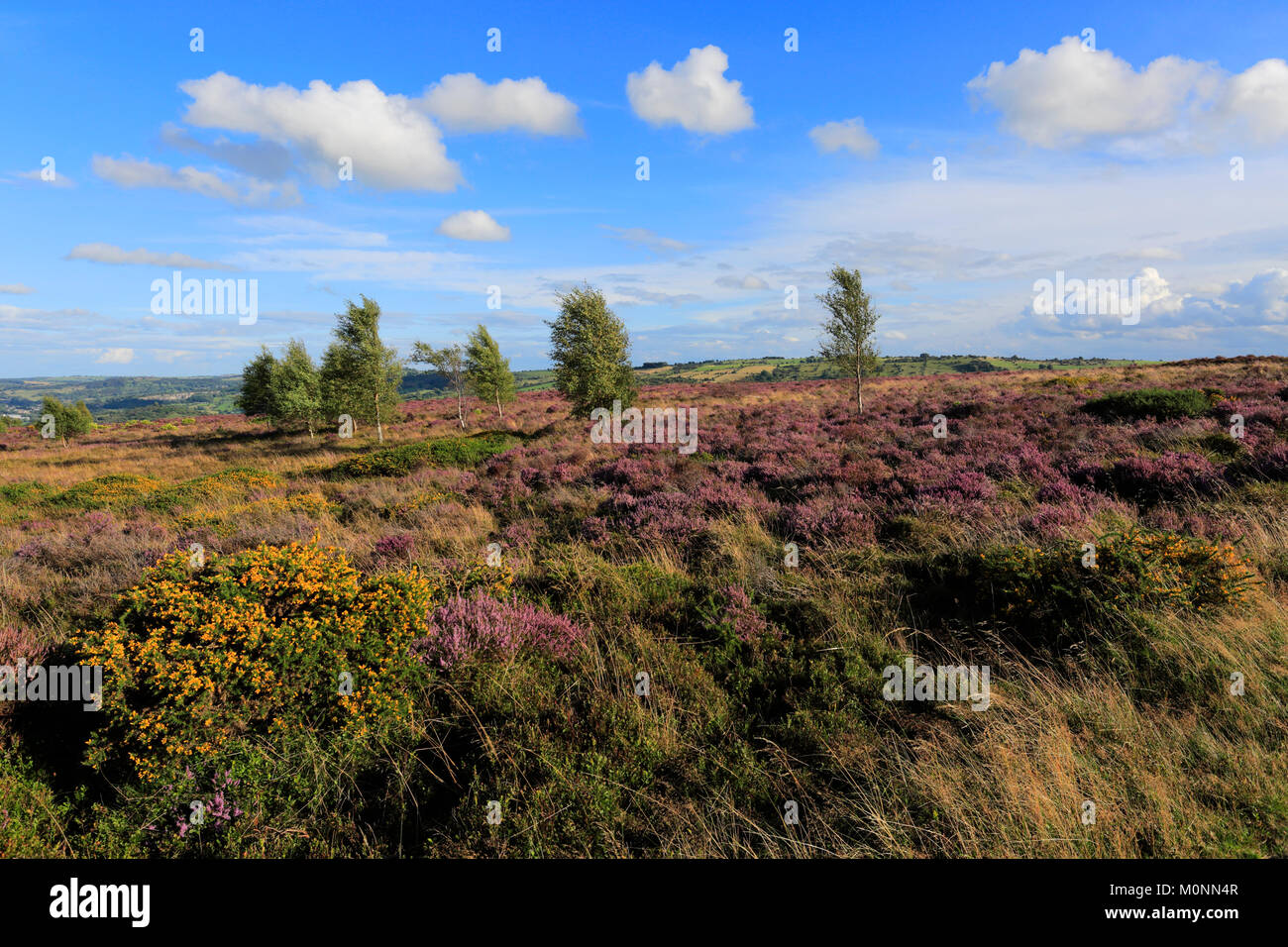 Estate heather su Stanton Moor, Parco Nazionale di Peak District, Derbyshire, England, Regno Unito Foto Stock