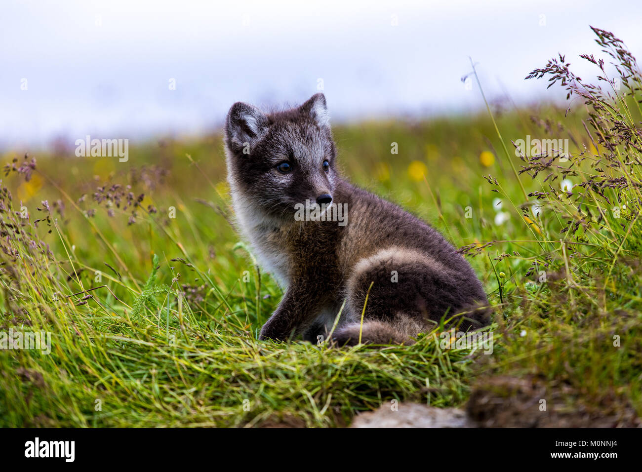 Carino Arctic Fox cub in estate, Islanda Foto Stock