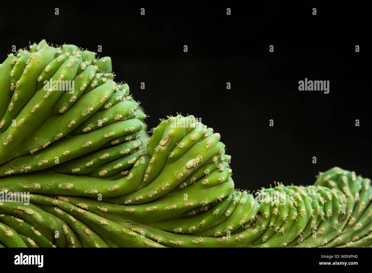 Close-up del rilievo impressionante e la tessitura di un cactus che assomiglia a una gamma di montagna Foto Stock