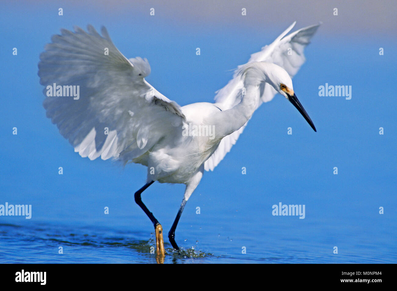 Snowy garzetta, Sanibel Island, Florida, Stati Uniti d'America / (Egretta thuja) | Schmuckreiher, Sanibel Island, Florida, Stati Uniti d'America / (Egretta thuja) Foto Stock