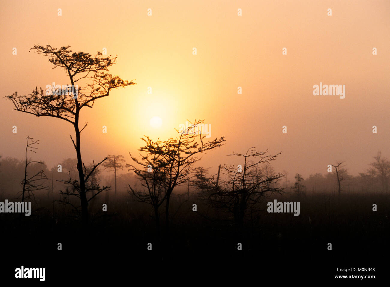 Cipresso calvo nella nebbia di sunrise, Everglades National Park, Florida, Stati Uniti d'America / (Taxodium distichum) | Echte Sumpfzypressen im Nebel Bei Sonnenaufgang Foto Stock