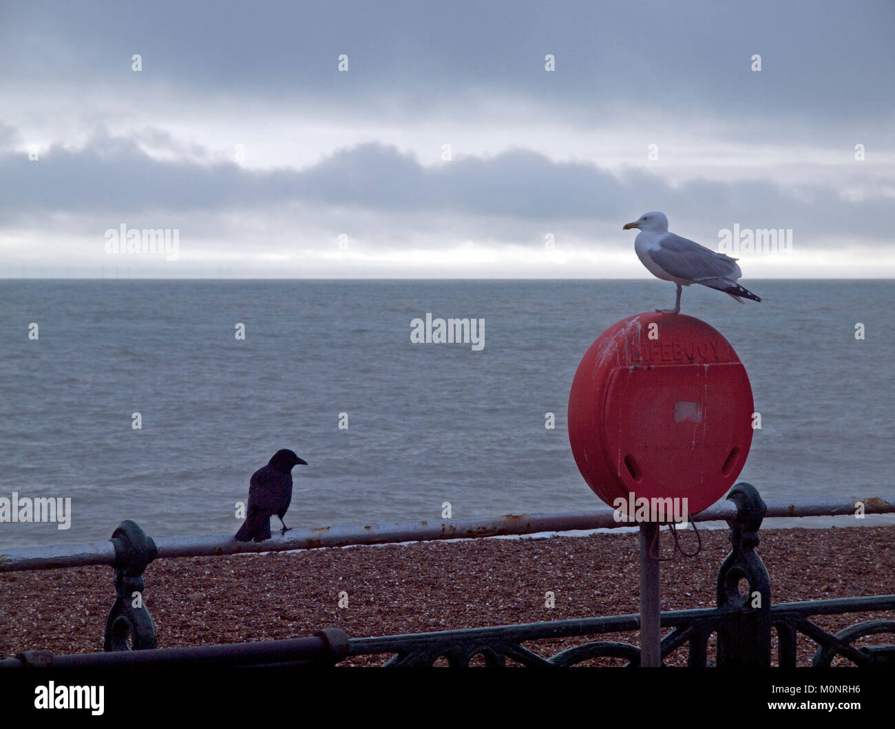 Un gabbiano e un corvo guarda verso il mare insieme a Brighton Foto Stock