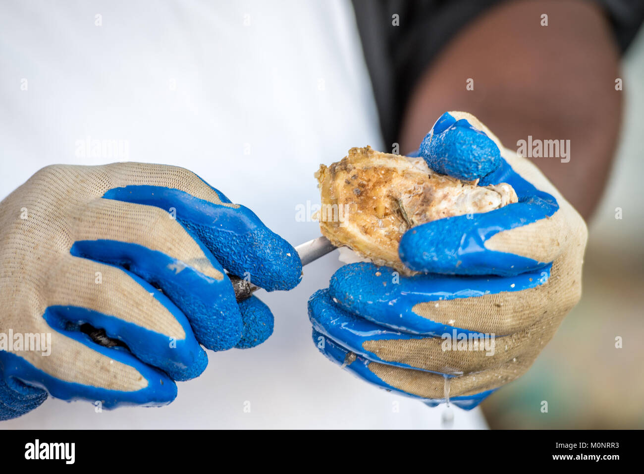 Close up sulle mani di African American maschio oyster shucking, Baltimore, Maryland Foto Stock