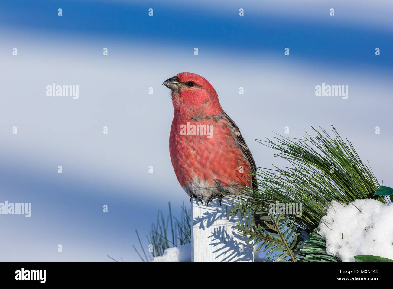 Pino maschio grosbeak arroccato su una festosa nel cortile recinto nel Wisconsin settentrionale. Foto Stock