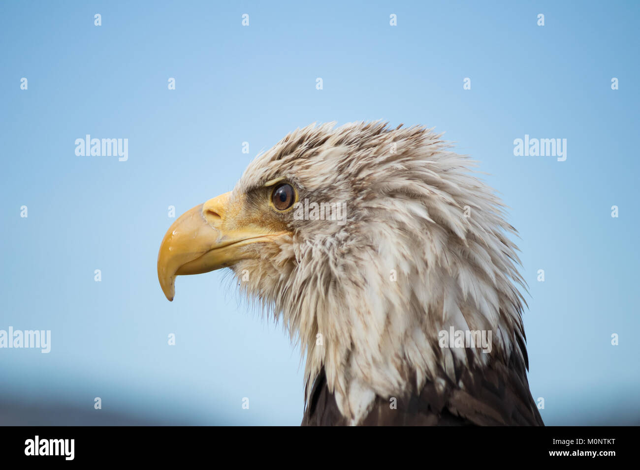 Haliaeetus leucocephalus (bianco Headed Eagle) è un uccello da preda trovata nel Nord America. Foto Stock