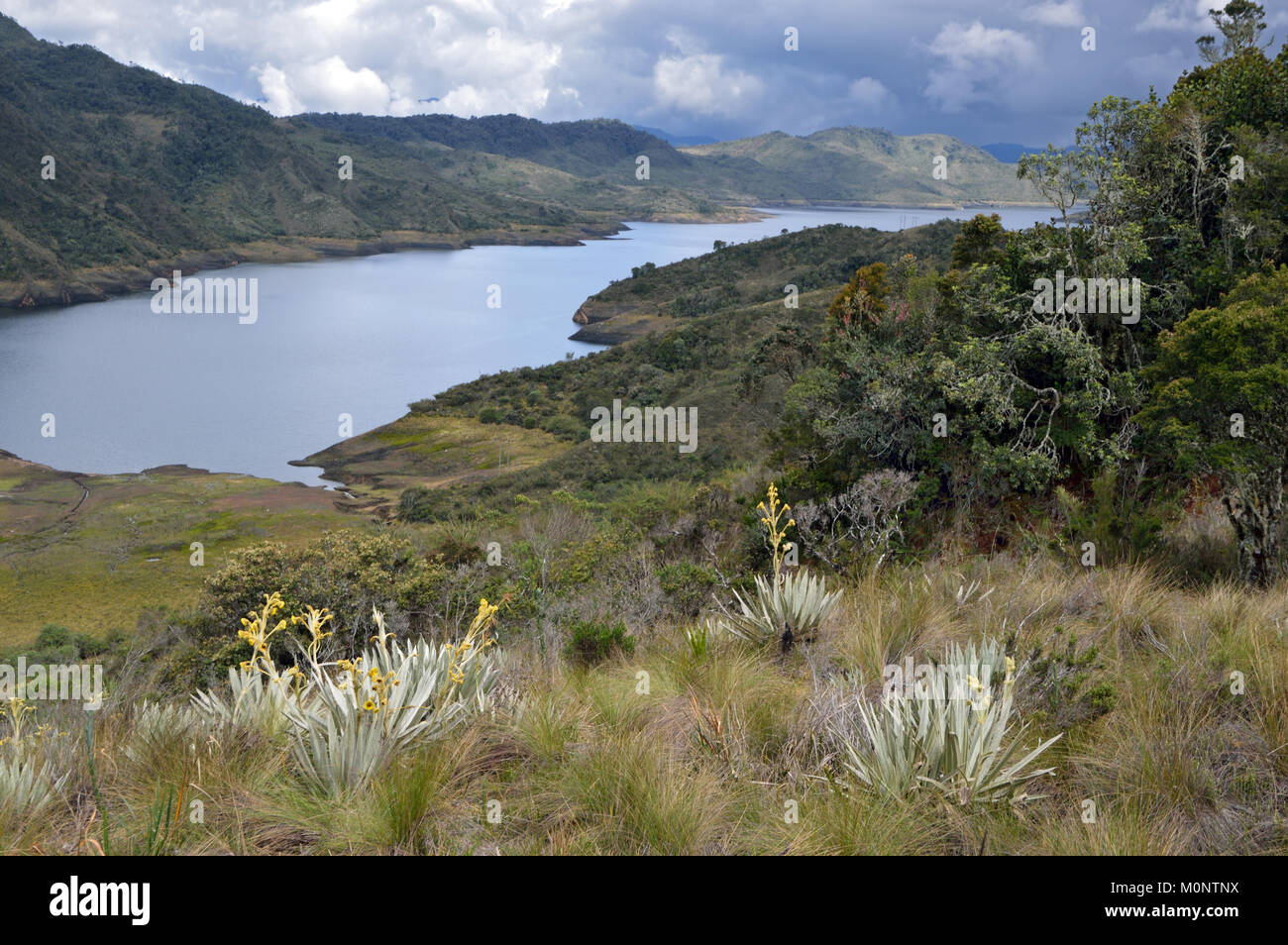 Situato nelle Ande colombiano, il Chingaza Nazionale Parco naturale è importante per la tundra alpina conosciuta come paramo e molti paesi andini endemici. Foto Stock