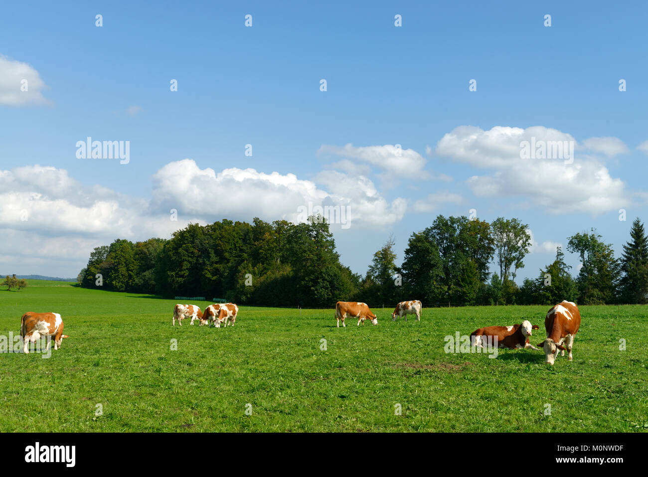 Vacche su pascolo,Wackersberg,Alta Baviera, Baviera, Germania Foto Stock