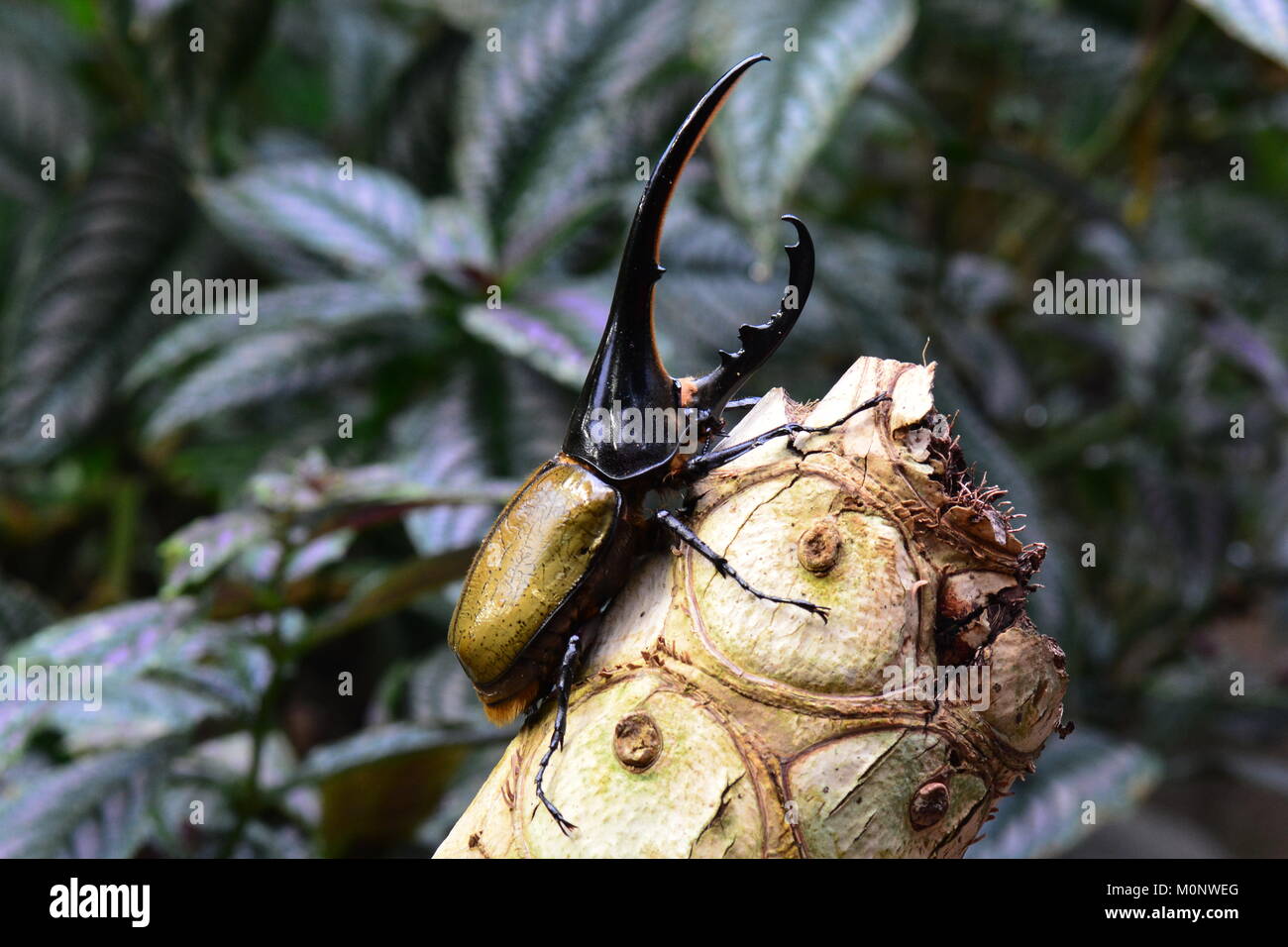 Un Hercules scarabeo rinoceronte comporta per il suo ritratto nei giardini.Io sono la più bella beetle nel mondo. Foto Stock