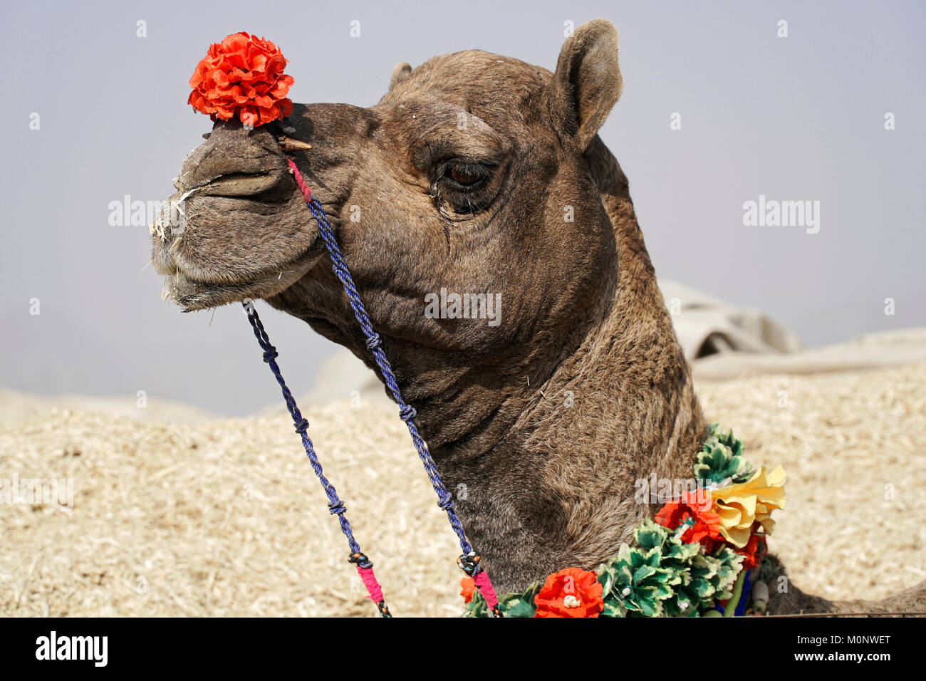Dromedario (Camelus dromedarius),ritratto,mercato di cammelli,Pushkar Mela,Pushkar,Rajasthan,l'India Foto Stock