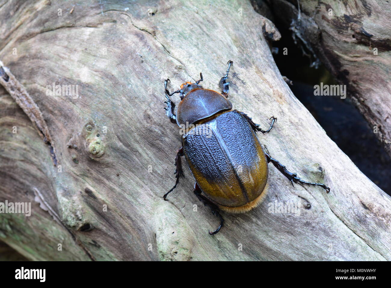 Una femmina di Hercules beetle divani intorno ai giardini alla ricerca di un compagno. Foto Stock