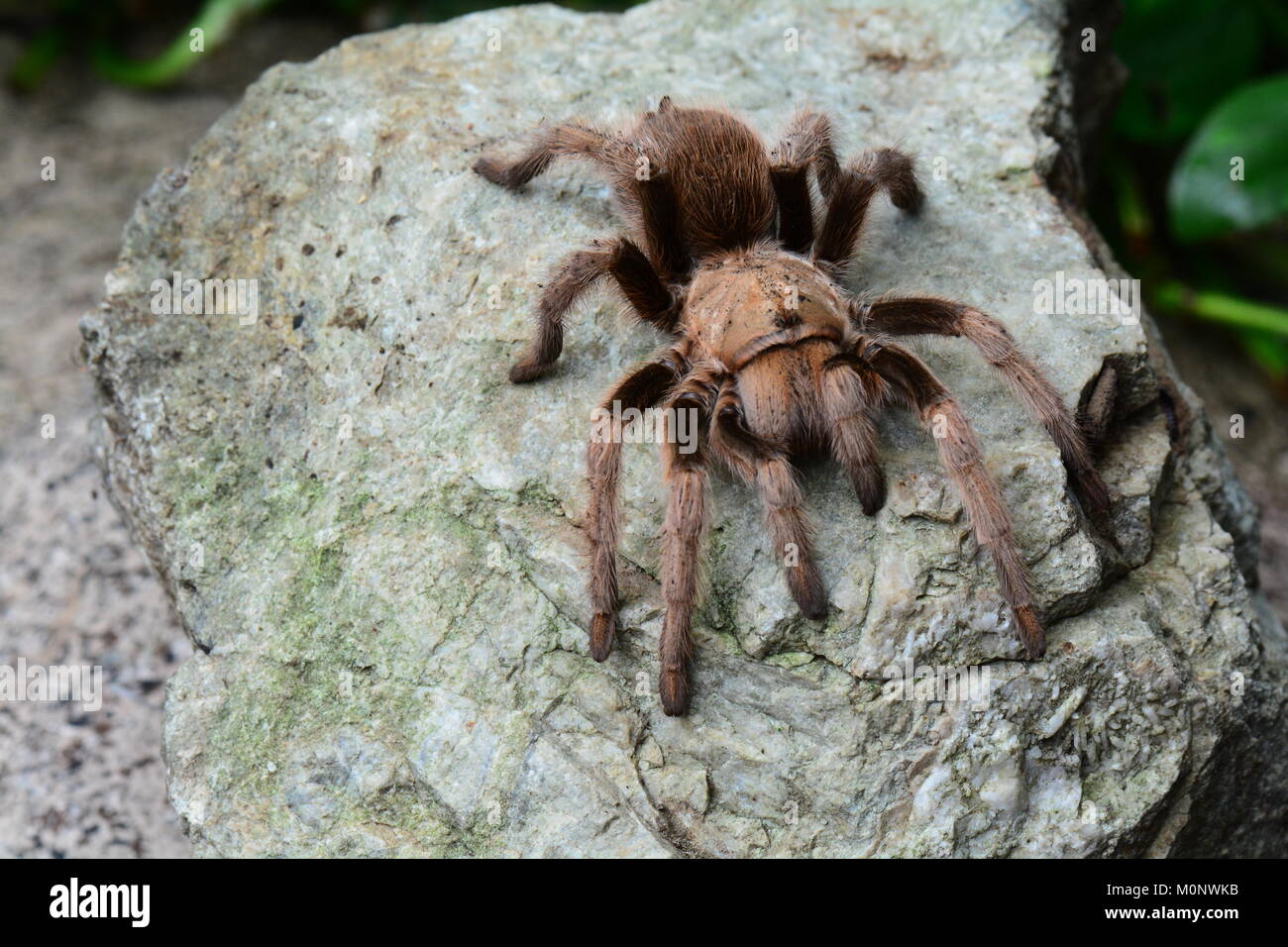 Un ragno di tarantola lounging si mescola con il relativo ambiente. Ragno di uccello Goliath. Foto Stock