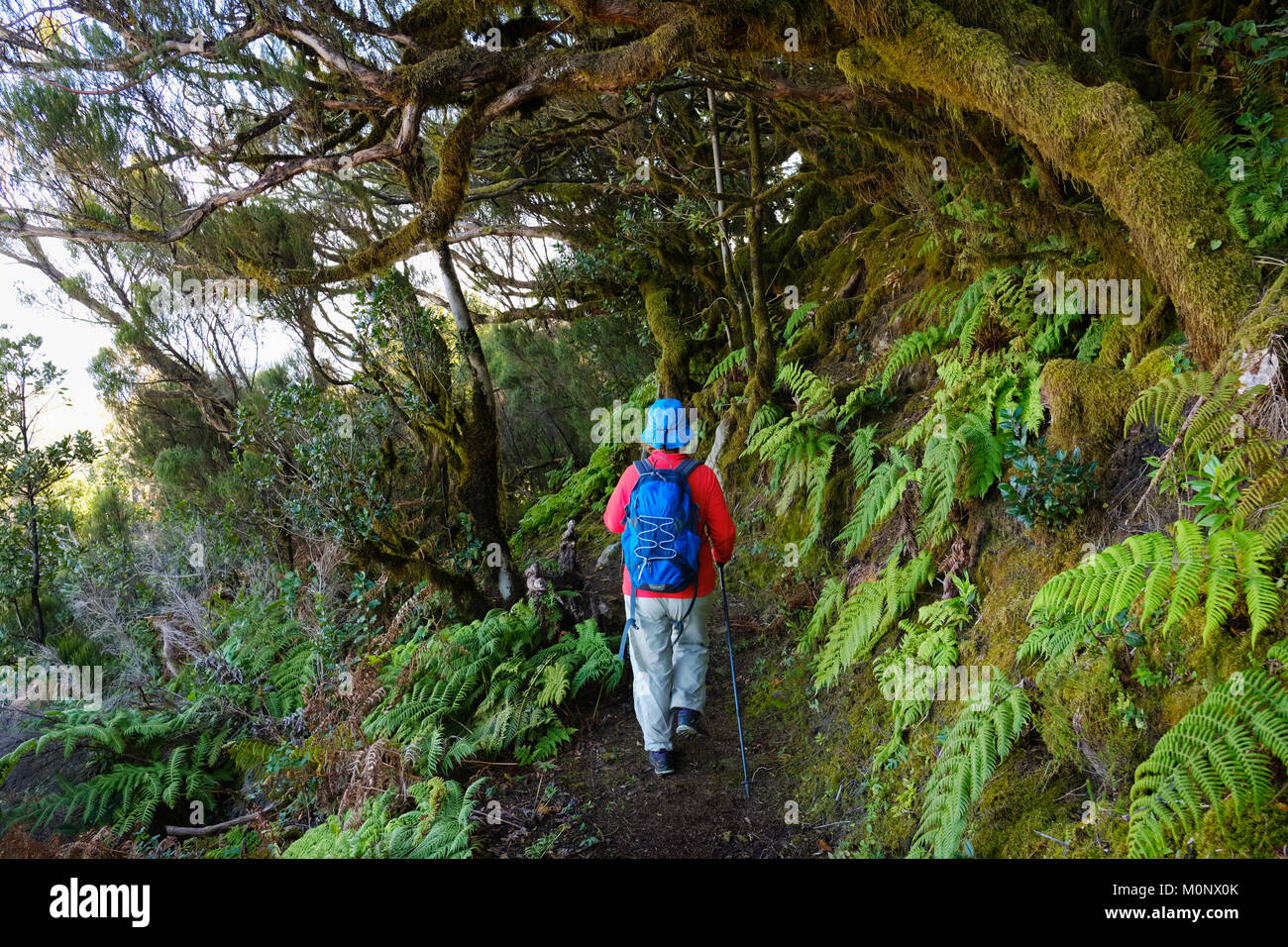 Donna trekking sul Sentiero forestale nella foresta nuvolosa,Enchereda,Parque Natural de Majona,La Gomera,Isole Canarie,Spagna Foto Stock