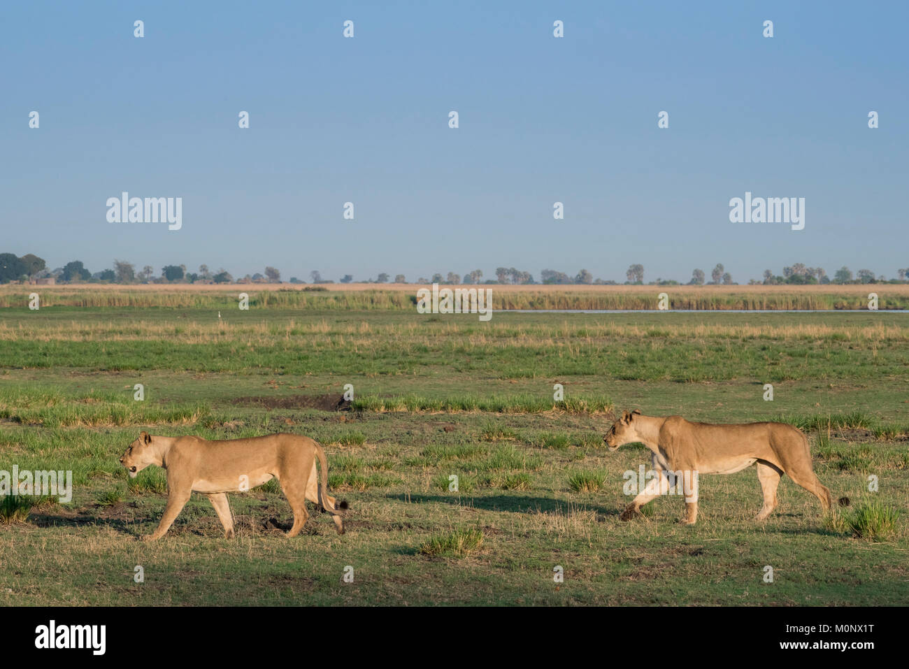 Leonesse (Panthera leo),due femmine eseguire attraverso prati,Chobe National Park,Chobe District,Botswana Foto Stock