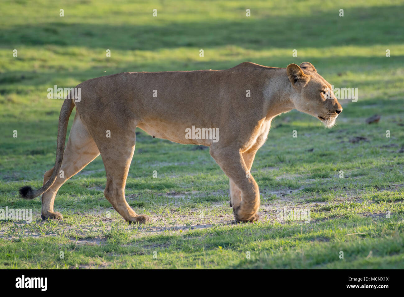 Leonessa (Panthera leo),ACCESO,Chobe National Park,Chobe District,Botswana Foto Stock