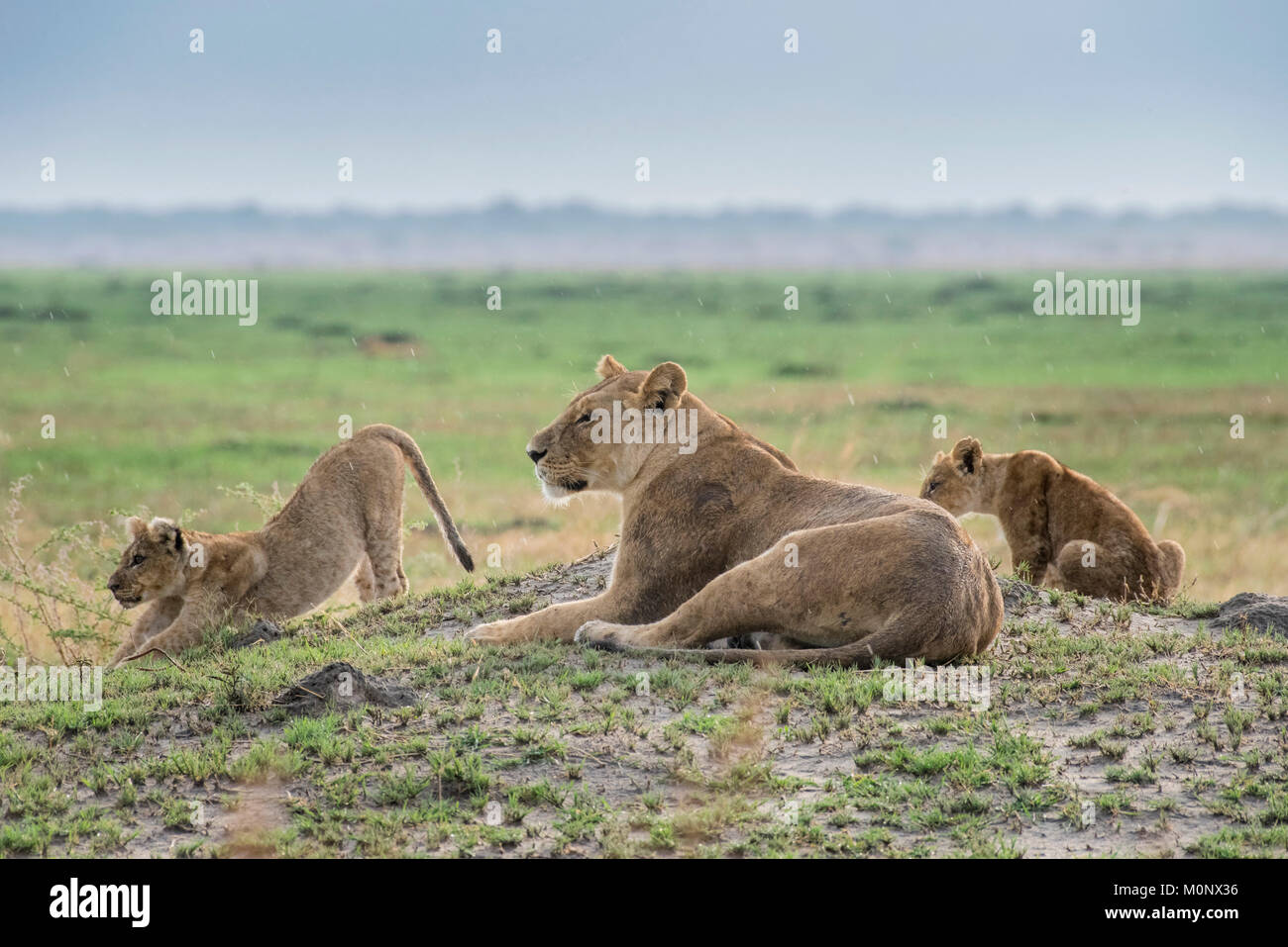 Leonessa (Panthera leo) con due gattini,avviso,Savuti,Chobe National Park,Chobe District,Botswana Foto Stock